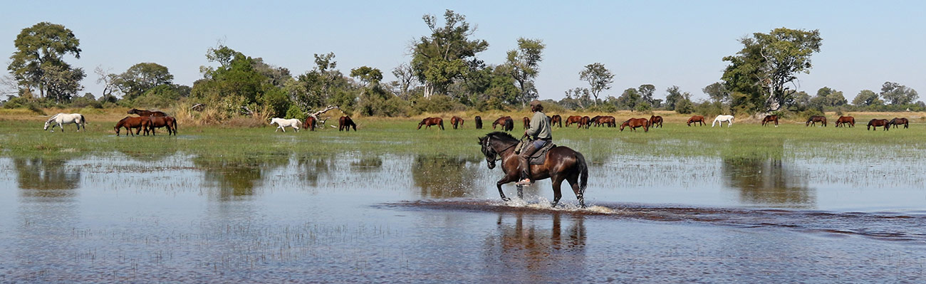 horses in freedom