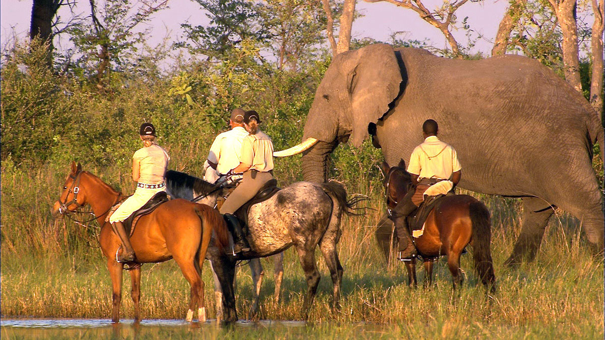 Horse safari - Elephant