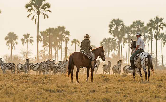 Horse safari - zebras