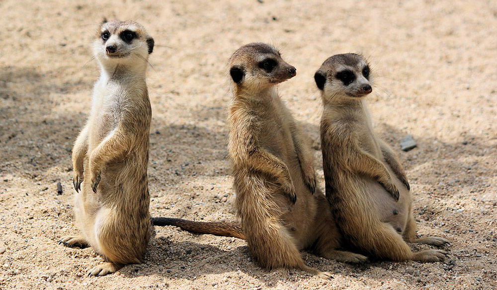 Meerkats