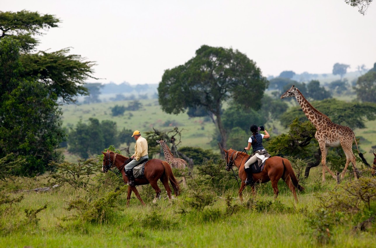 Jirafas en un Safari a caballo por Masai Mara