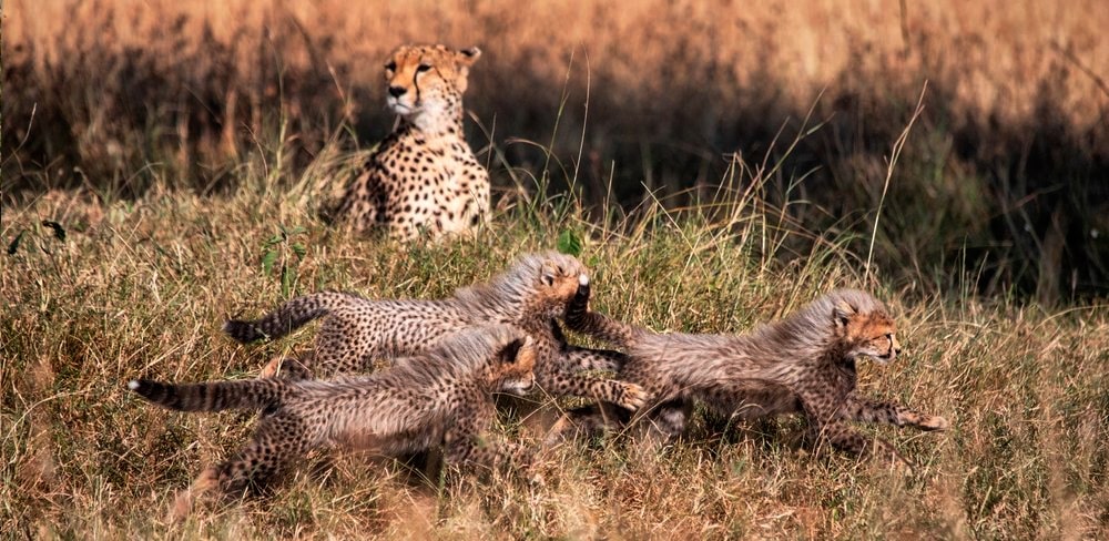 Safari y vida salvaje en Kenia