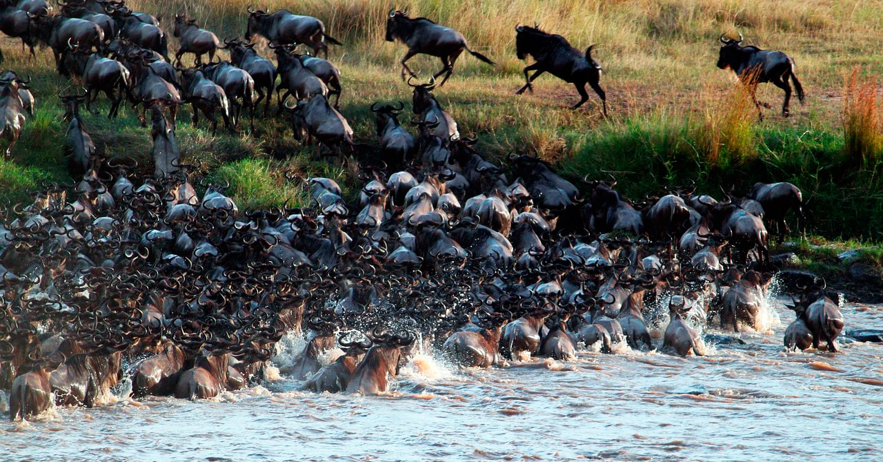 Animales salvajes migrando en Africa