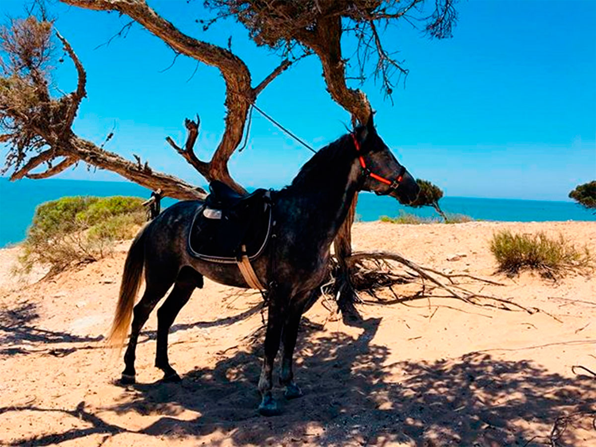 Caballo de Amazir Cheval