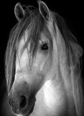 Características del Caballo Bereber