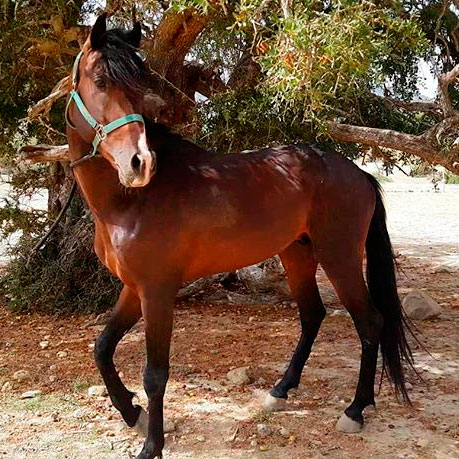 Rutas Ecuestres Amazir Cheval