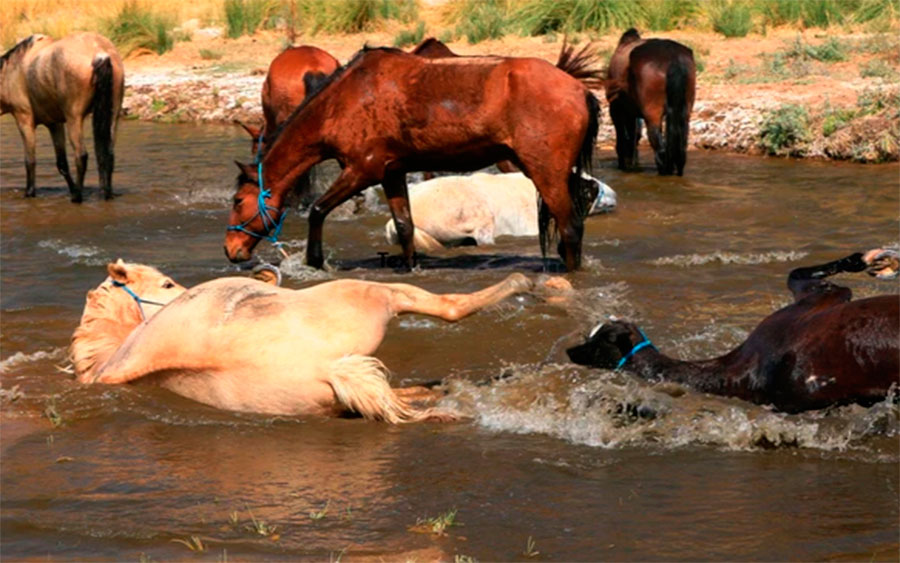 Pferde von Namibia Horse Safari Company
