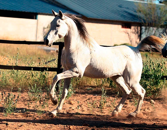 Okapuka Horse Safaris Horses