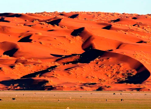 Route du safari dans le désert du Namib