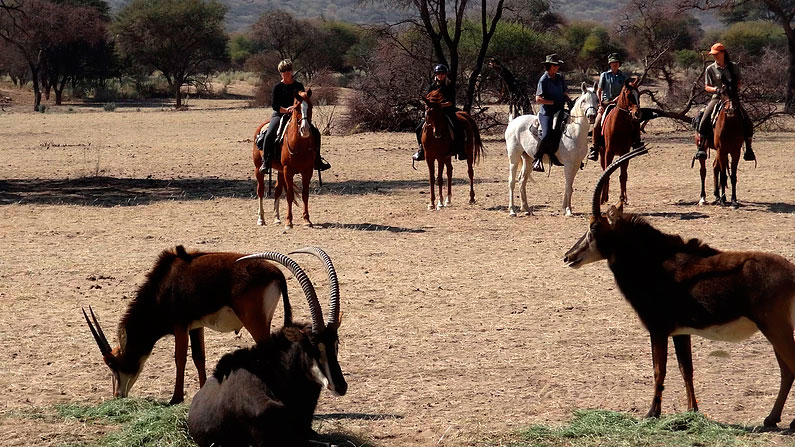 Horse Riding Okapuka - Namibia