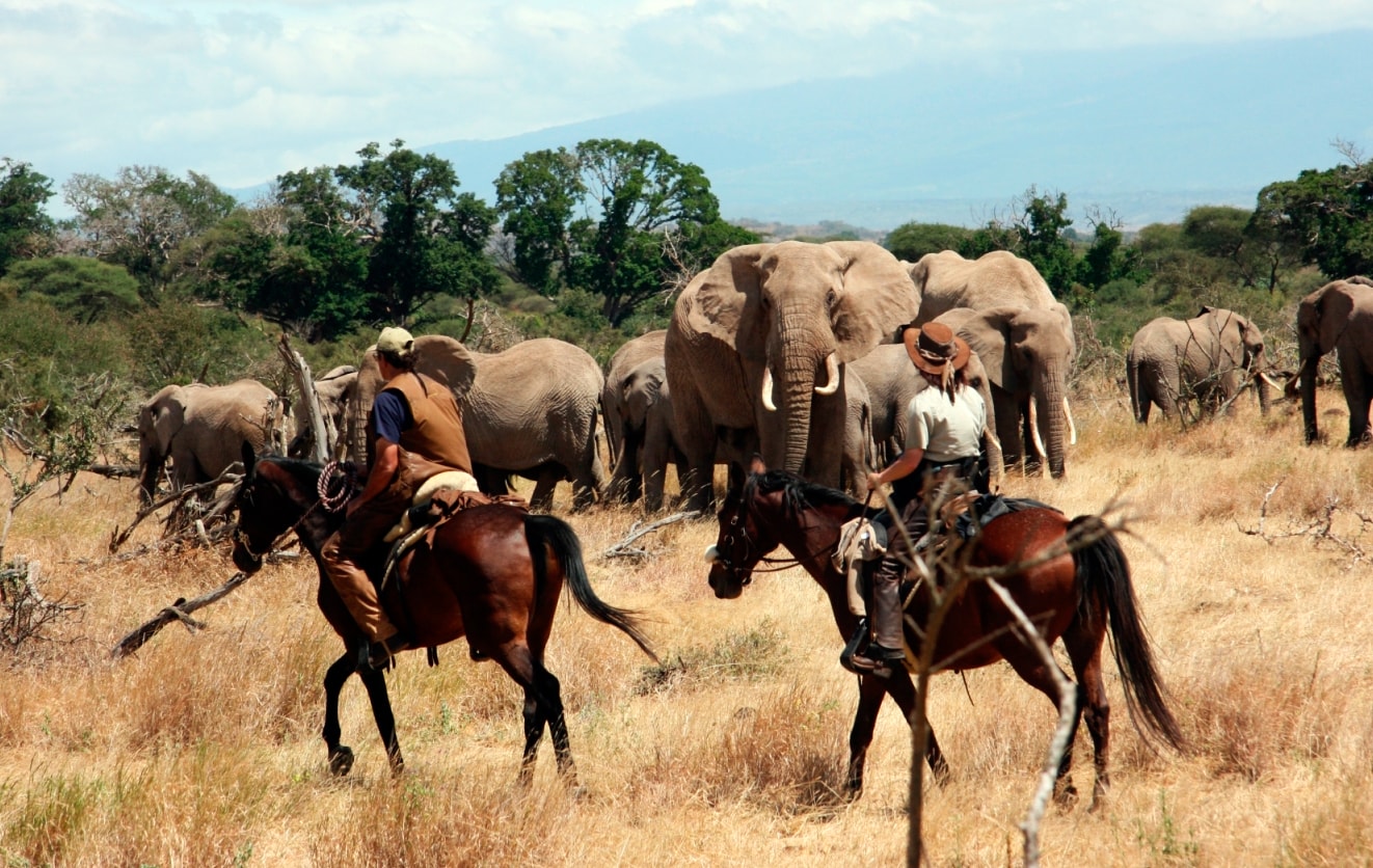 Éléphants, Safari en Tanzanie à cheval