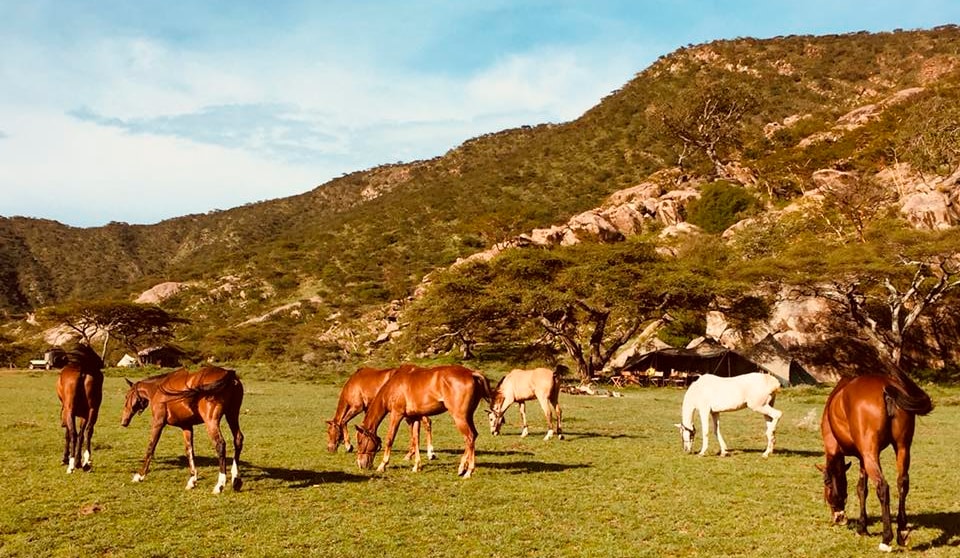 Chevaux en Tanzanie