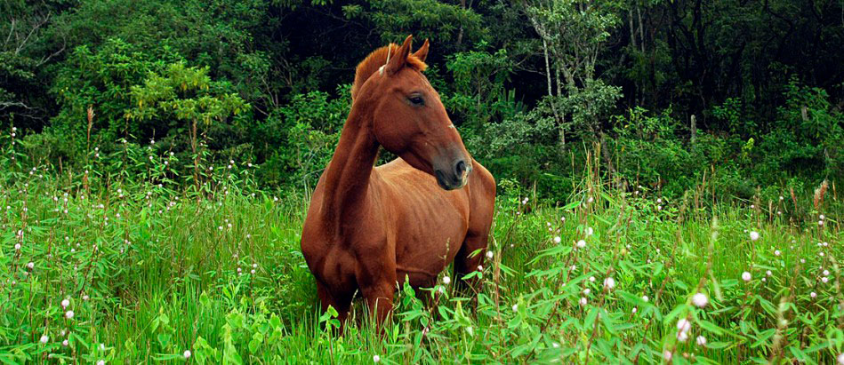 Caballo"