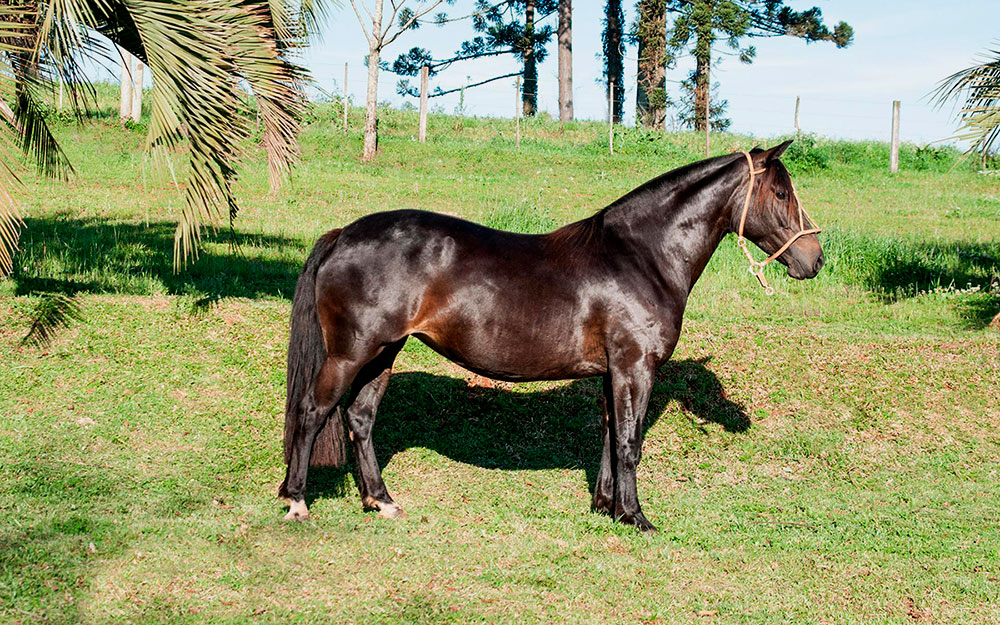 Caballo criollo México