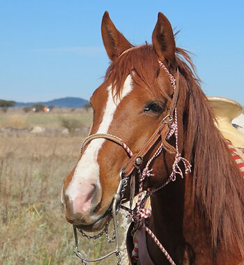 Criollo-Pferd Mexiko