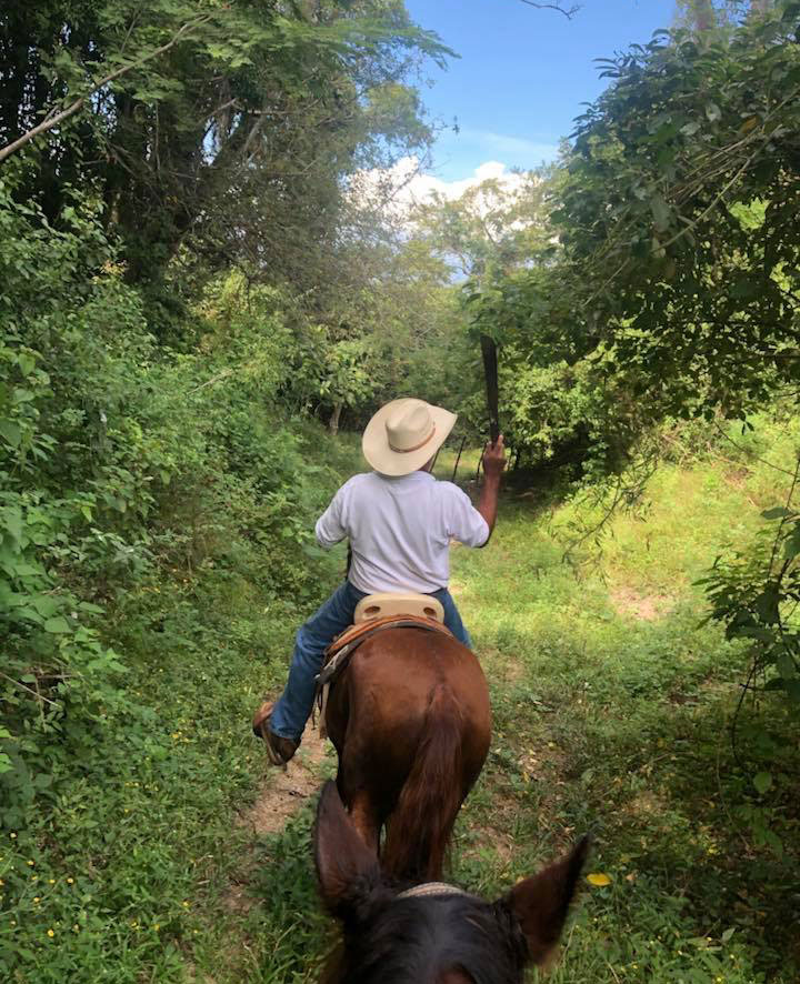 Ruta a caballo por la selva México