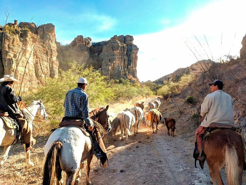 Herding cattle Mexico