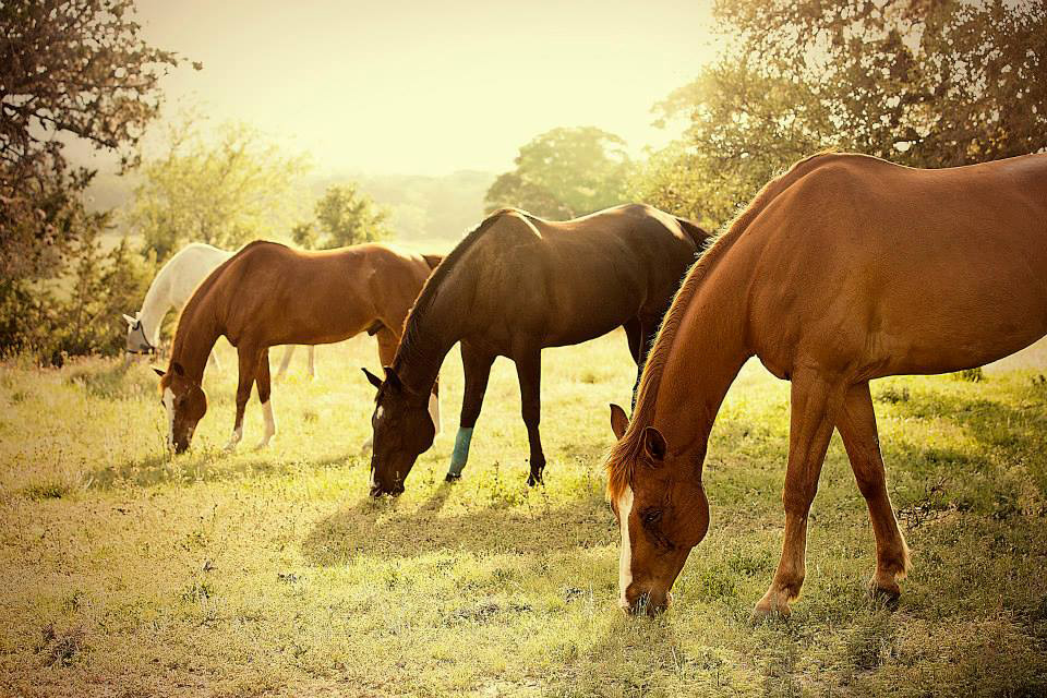 horses