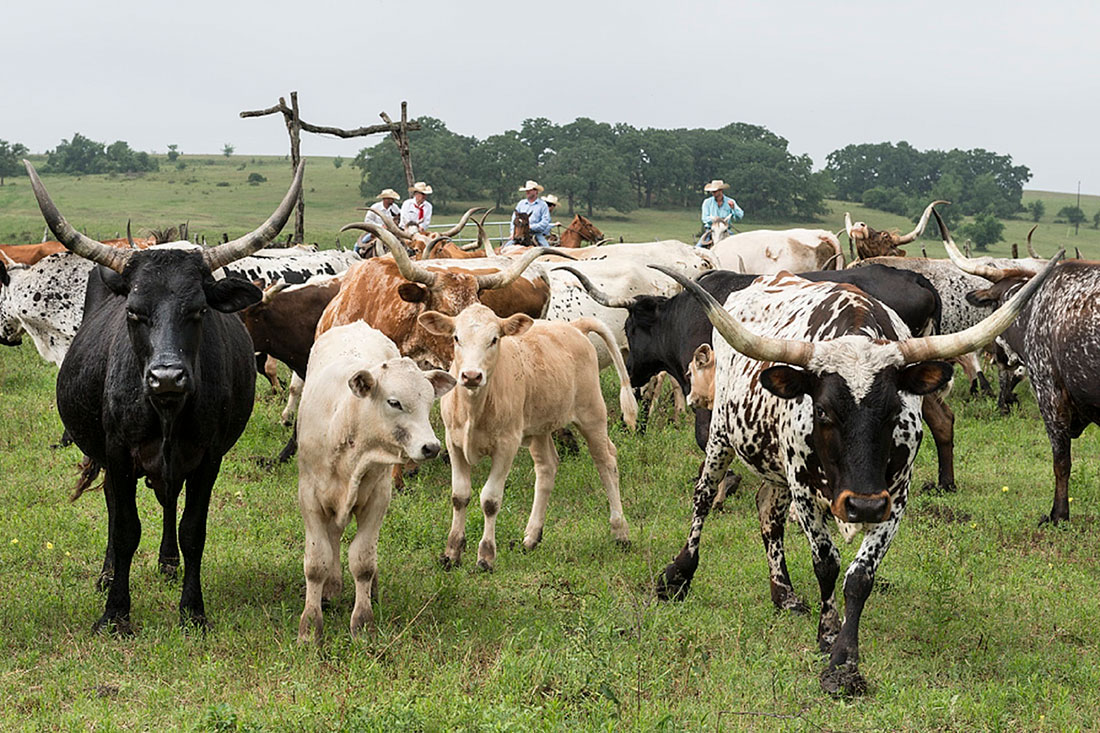 Rancho de ganado longhorn