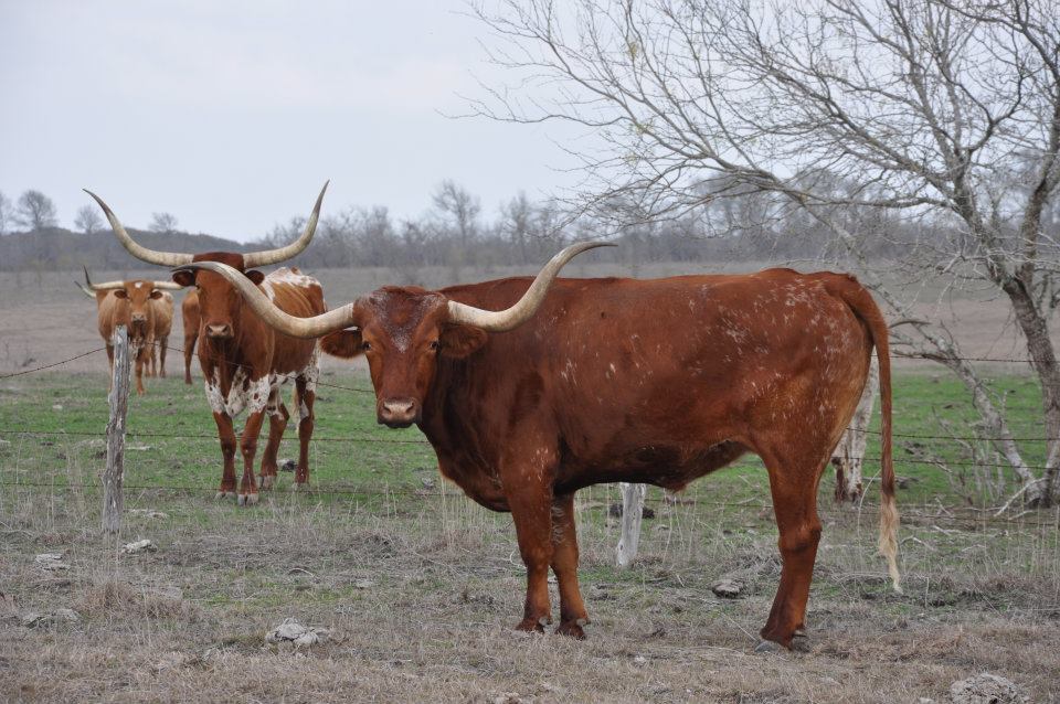 longhorn cattle