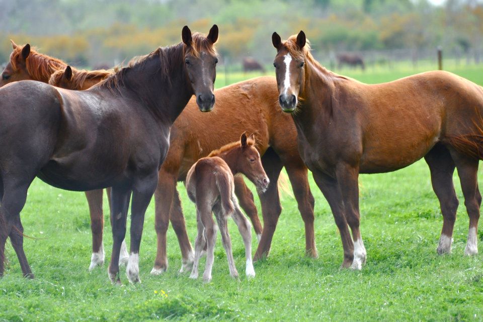 cría de caballos