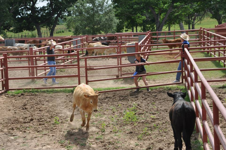 Travaux de Ranch