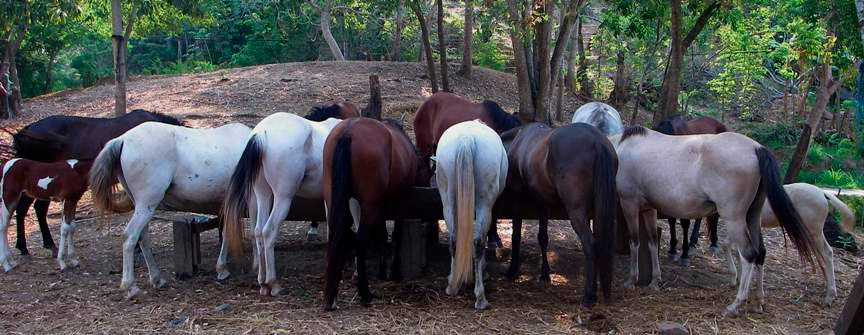 Pferde in Honduras