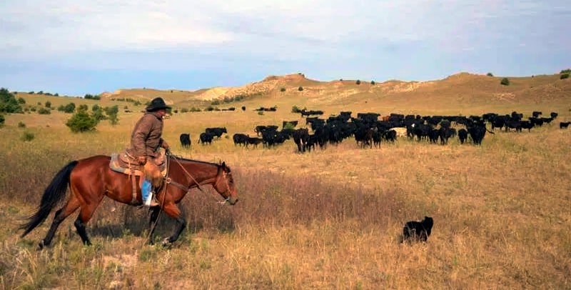 Cowboy in Nebraska Ranch