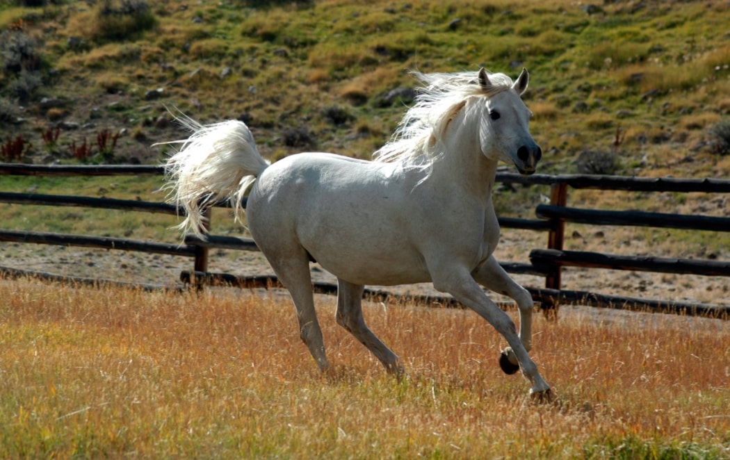 Horses at Bitterroot Ranch, Wyoming