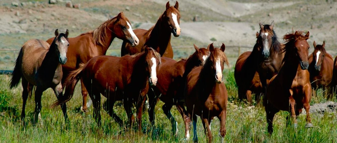 Caballos de Bitterroot Ranch, Wyoming