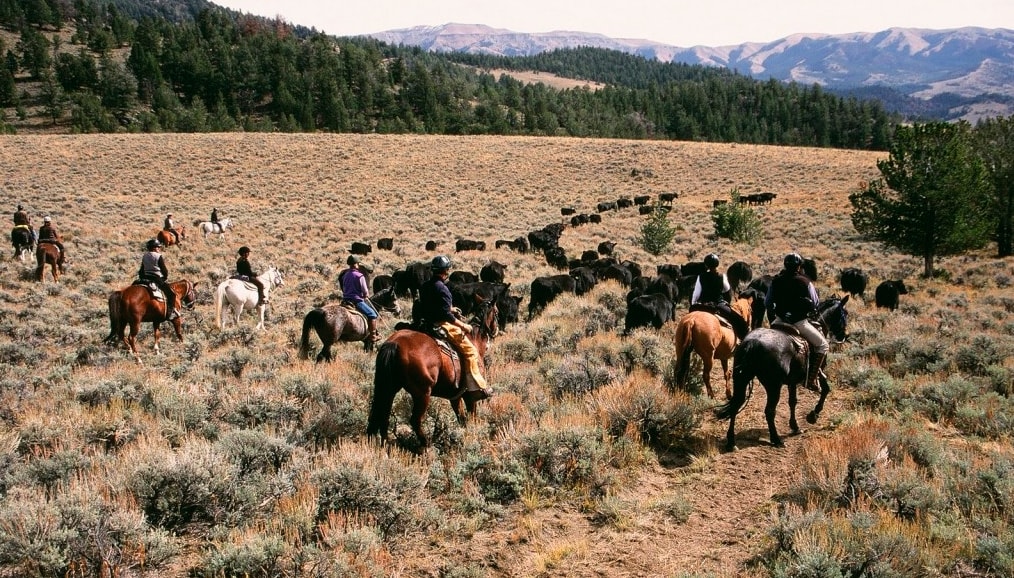 Rinder treiben, Wyoming