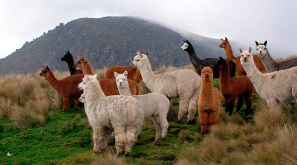 Alpaca Farm Mitzpe Ramon - Israel