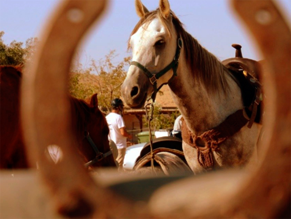 Ecole d'Equitation - Alpaca Farm Mitzpe