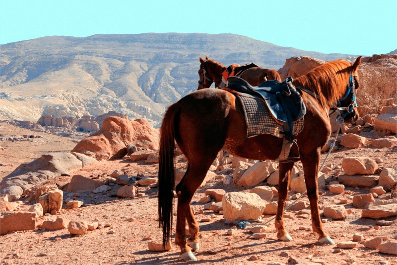 Recorrido a caballo Petra - Jordania