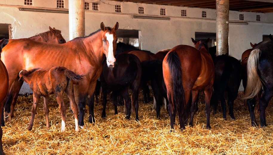 Horses - Pferdehof Koaser Minerl