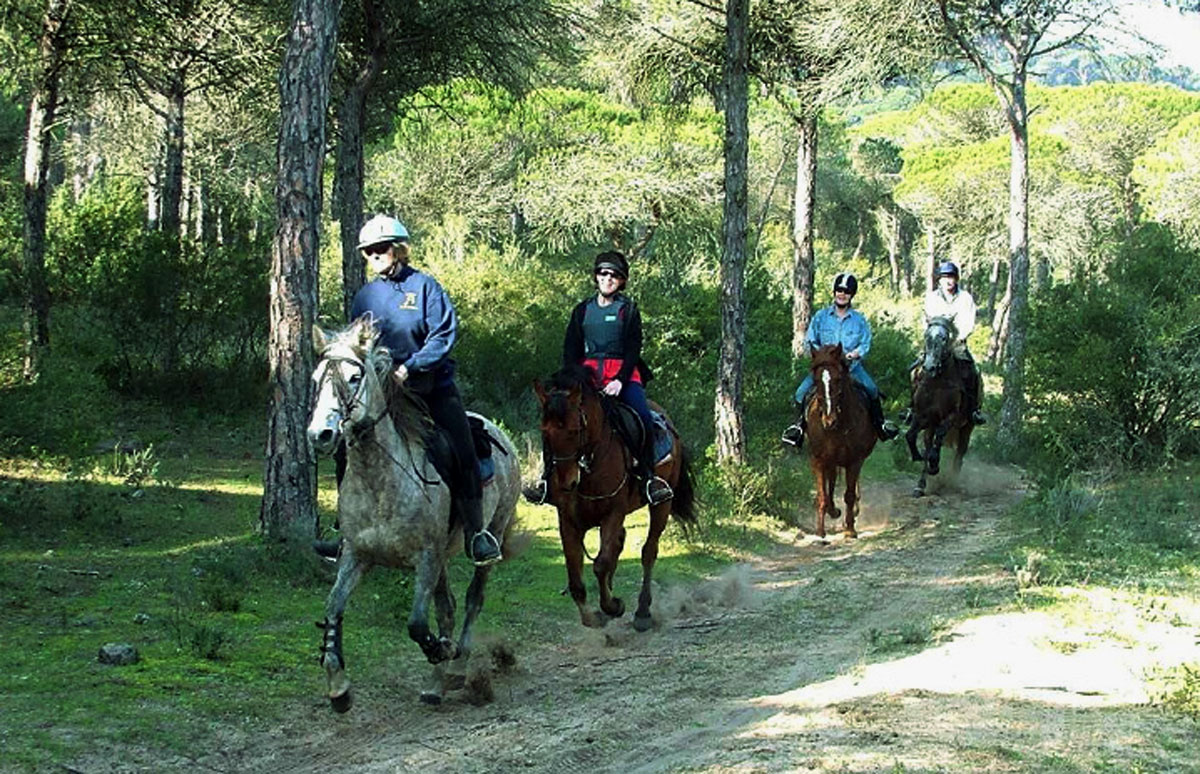 Paseo por el bosque