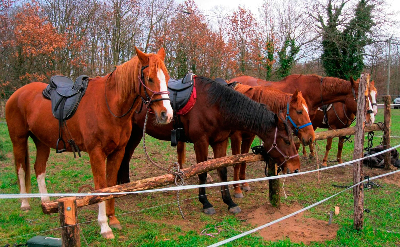 Tourani Cheval Pferde