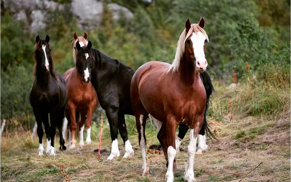 Welsh Cob horses