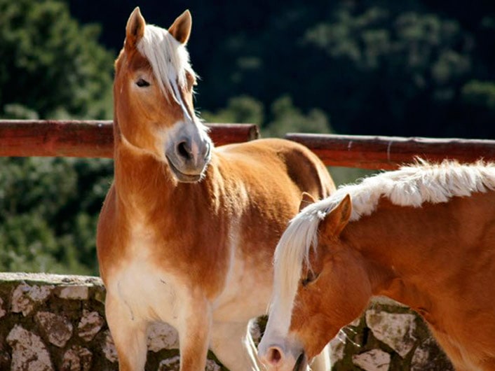 Pferde in Kefalonia Horse Riding Tours