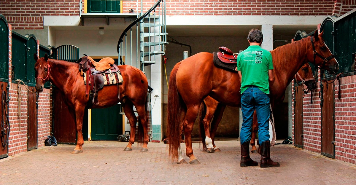 Stable for horses, Holland