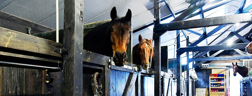 Horses of Koren Tot Manen, Holanda