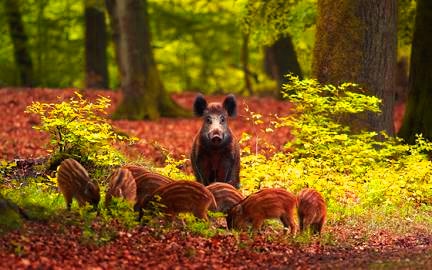 Wild boar in the forest, Holland