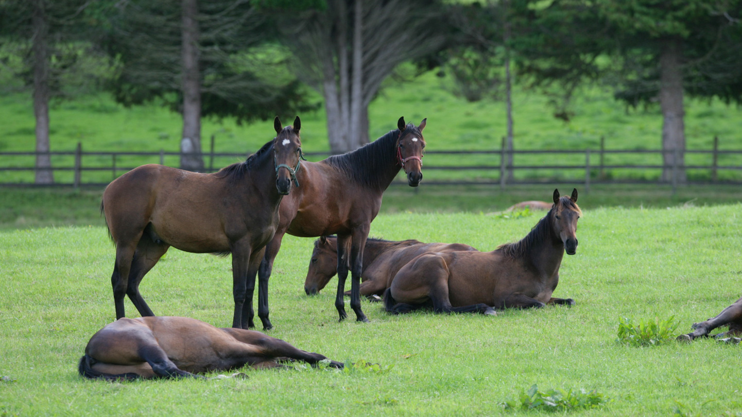 Horses in Ireland