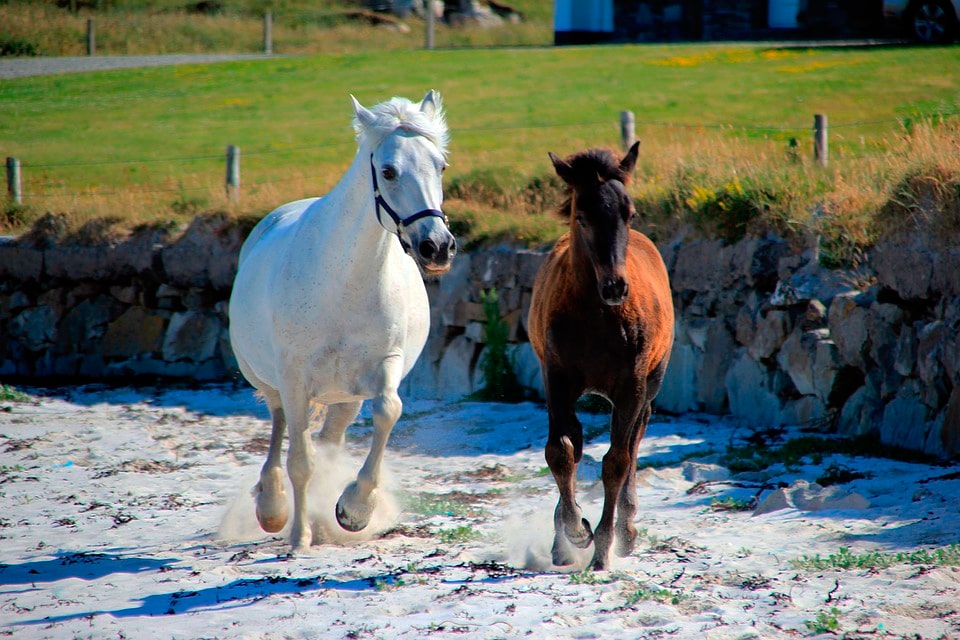 Horses in Ireland