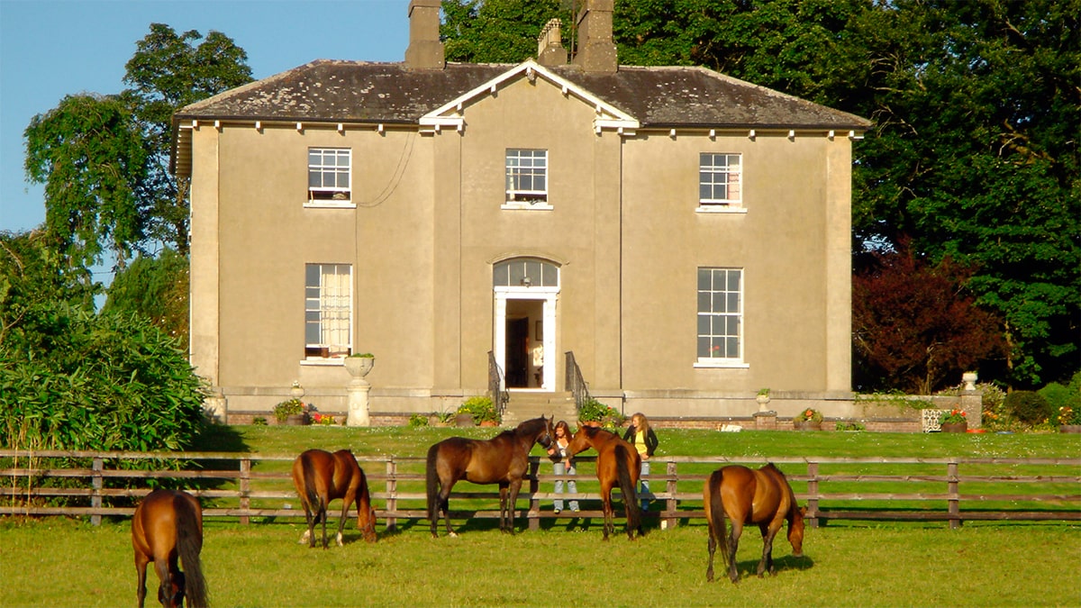 Horses at Crossogue Equestrian Centre