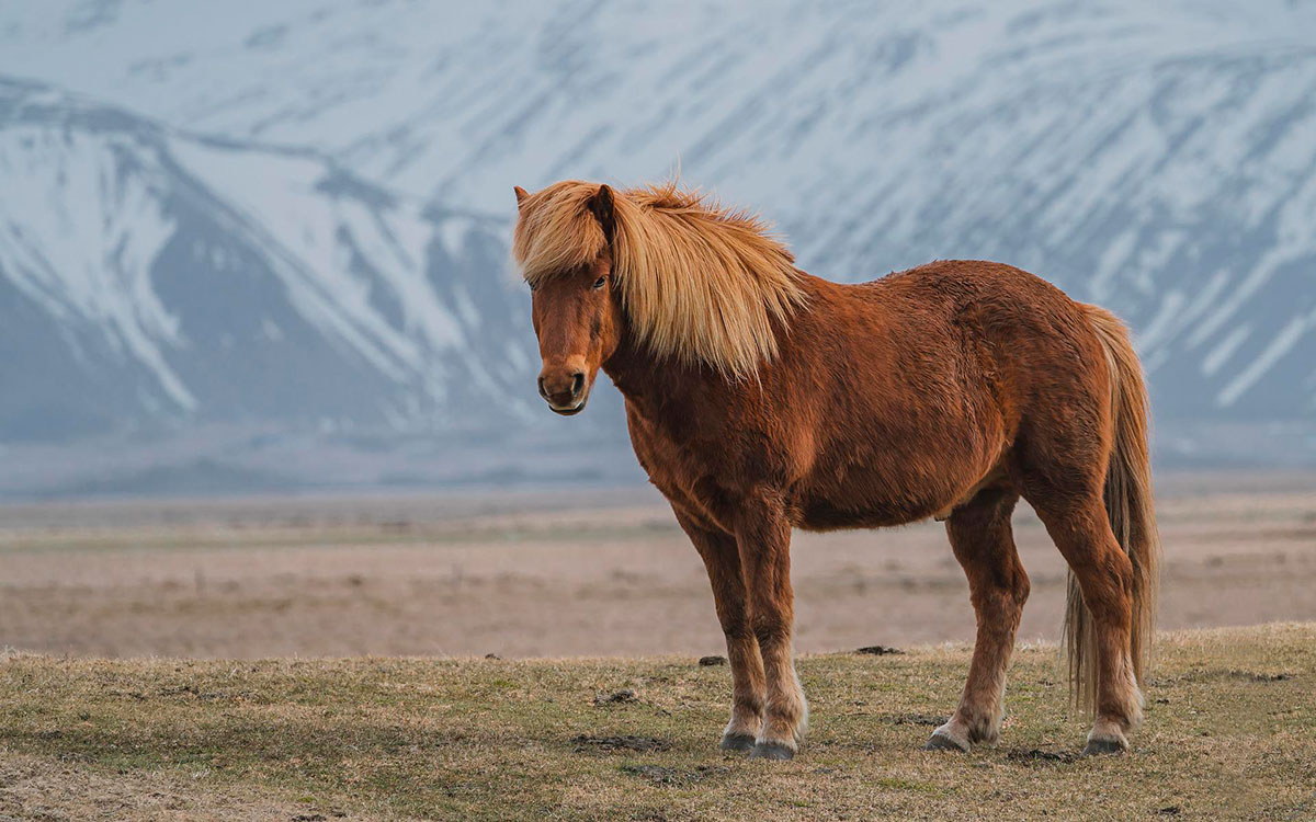 Cheval islandais