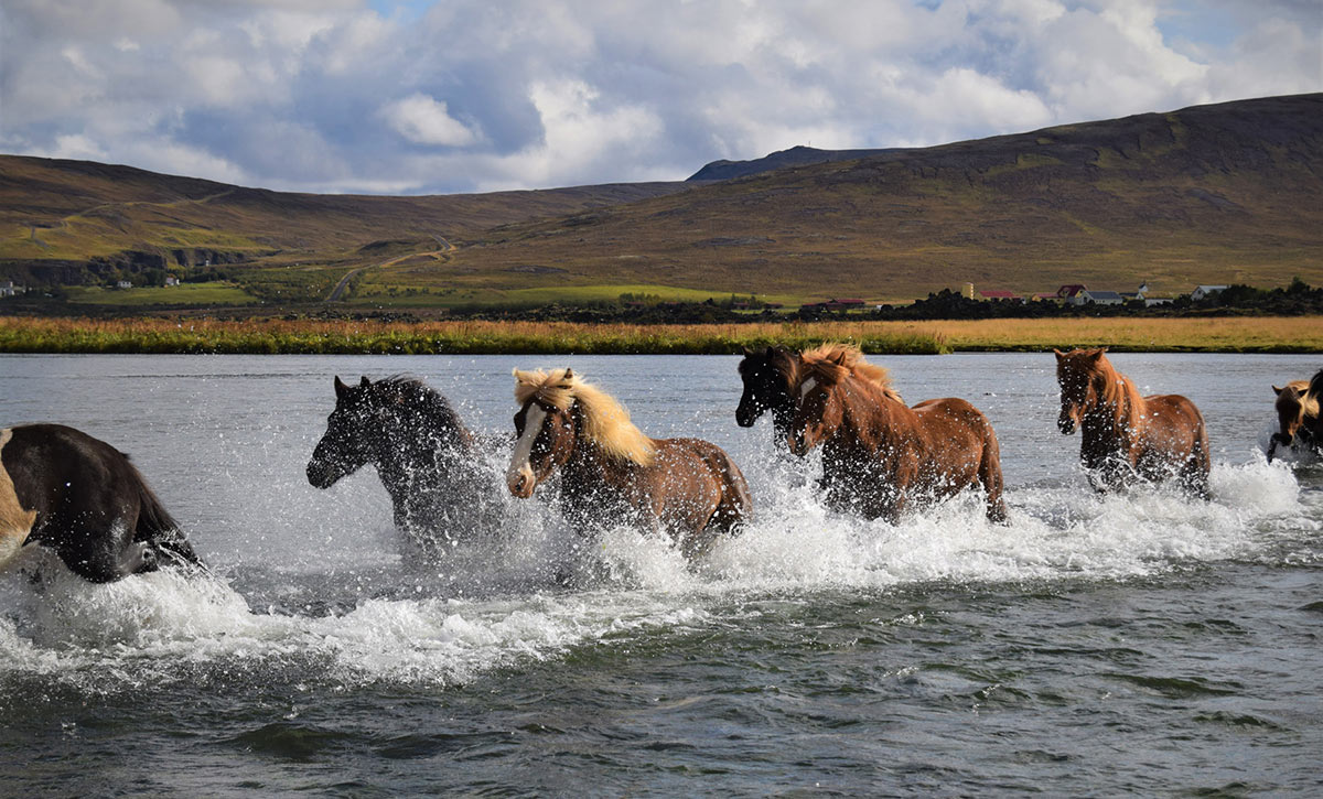 Troupeau de chevaux traversant la rivière