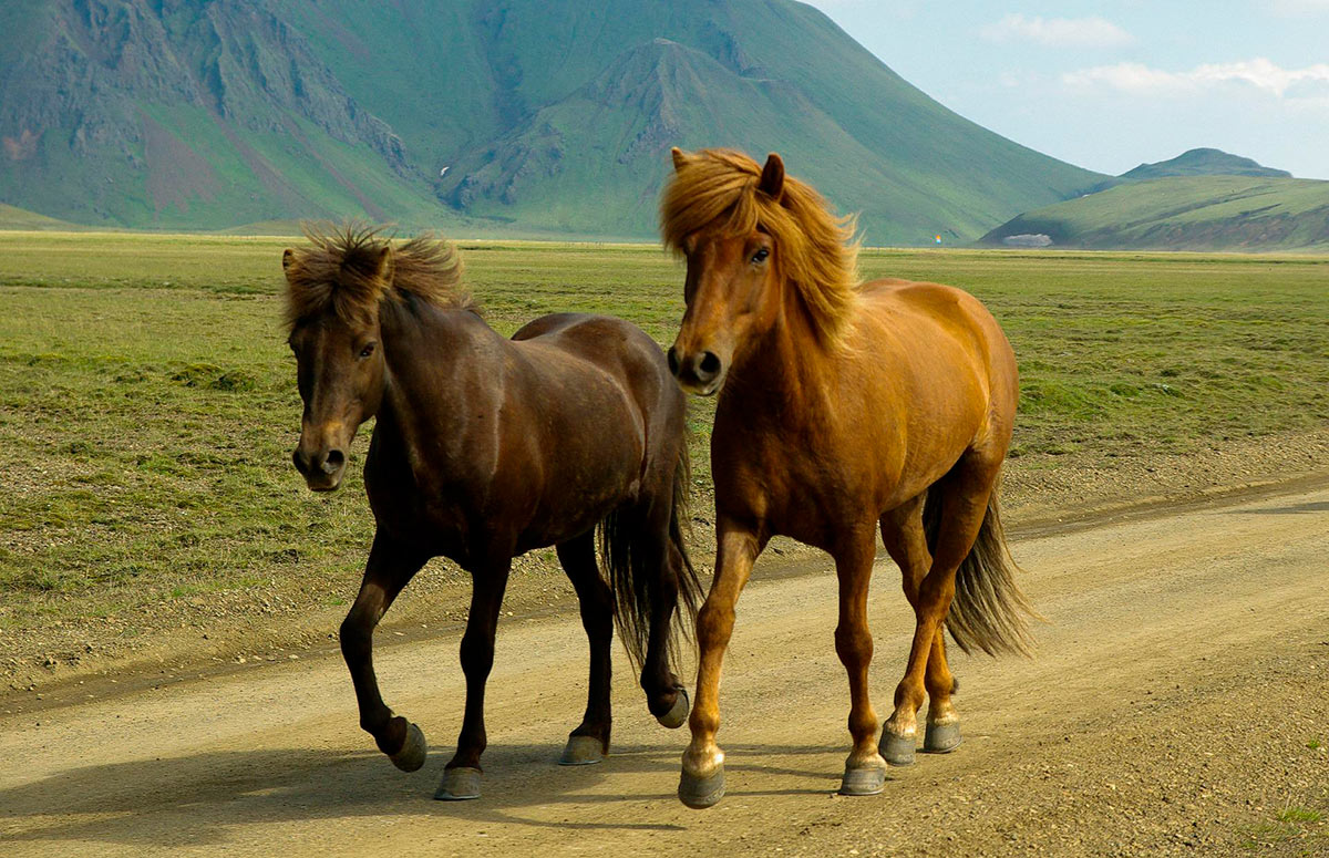 Les allures du cheval islandais