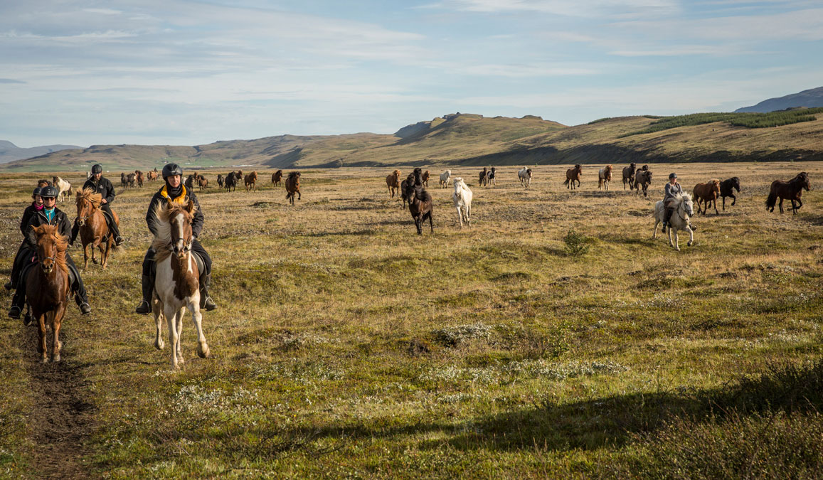 Chevaucher avec un troupeau de chevaux