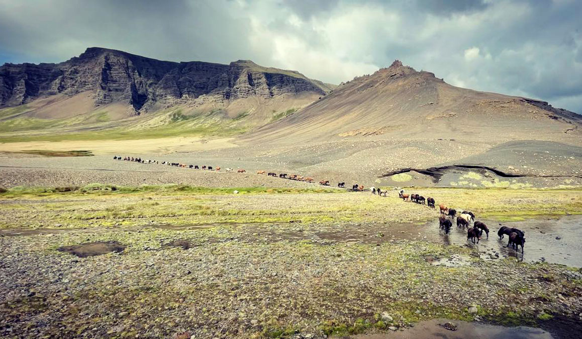 l’Islande à cheval